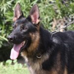 A german shepherd dog with its tongue hanging out.