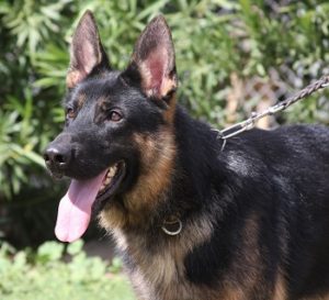 A german shepherd dog with its tongue hanging out.