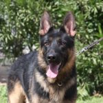 A german shepherd dog with its tongue hanging out.