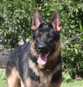A german shepherd dog with its tongue hanging out.
