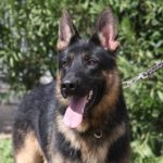 A german shepherd dog with its tongue hanging out.