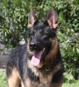 A german shepherd dog with its tongue hanging out.