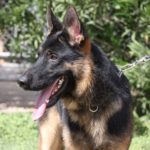 A german shepherd dog with its tongue hanging out.