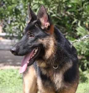 A german shepherd dog with its tongue hanging out.