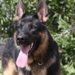A german shepherd dog with its tongue hanging out.