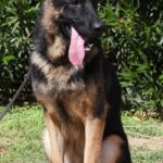 A german shepherd sitting in the grass with its tongue hanging out.