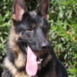 A german shepherd dog with its tongue hanging out.