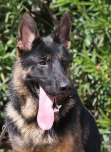 A german shepherd dog with its tongue hanging out.
