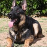 A german shepherd dog sitting on the ground.