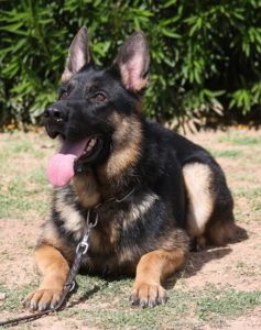 A german shepherd dog sitting on the ground.