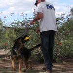 A man and his dog playing with a frisbee.