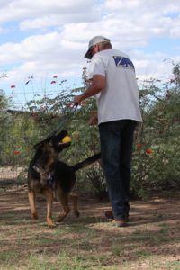 A man and his dog playing with a frisbee.