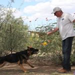 A man and his dog playing with an apple.
