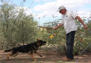 A man and his dog playing with an apple.