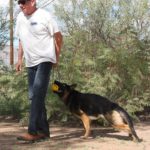 A man and his dog are playing frisbee.