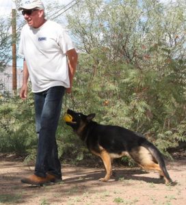A man and his dog are playing frisbee.