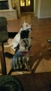 Three dogs sitting on tiled floor.