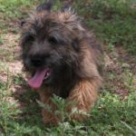 A small dog is standing in the grass.