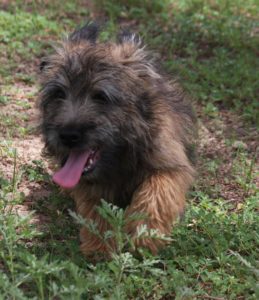 A small dog is standing in the grass.