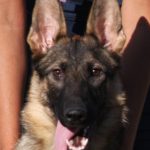A close up of a dog 's face with its tongue hanging out