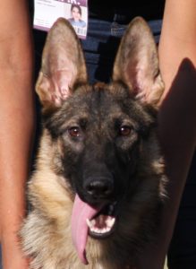 A close up of a dog 's face with its tongue hanging out