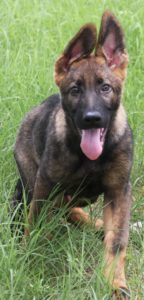 A german shepherd puppy with its tongue hanging out.