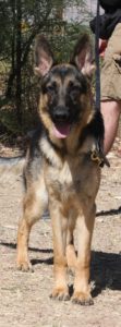 A german shepherd dog standing on top of a dirt field.