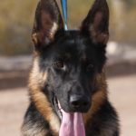 young trained German Shepherd for sale