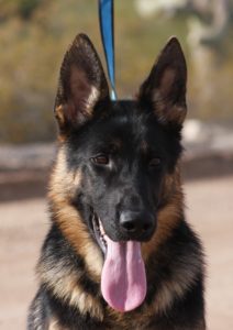 young trained German Shepherd for sale