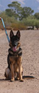 A german shepherd dog with its tongue hanging out.