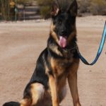 A german shepherd dog with its tongue hanging out.