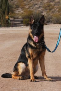 A german shepherd dog with its tongue hanging out.