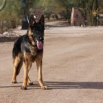 A german shepherd dog on a leash in the desert.