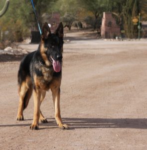 A german shepherd dog on a leash in the desert.