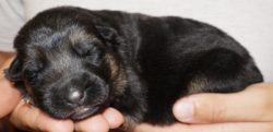 A person holding their puppy in his hands.
