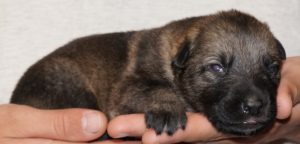 A small puppy is laying on its owner 's hand.