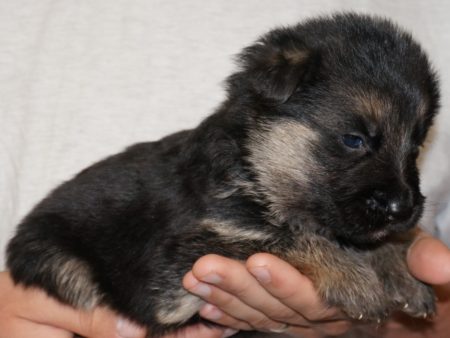 A person holding a puppy in their hands.