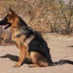 A german shepherd sitting on the ground with its mouth open.