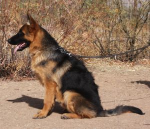 A german shepherd sitting on the ground with its mouth open.