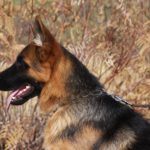 A german shepherd dog with its head turned to the left.