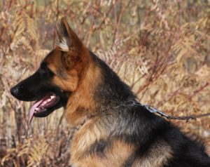 A german shepherd dog with its head turned to the left.