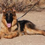 A german shepherd laying on the ground with its tongue hanging out.