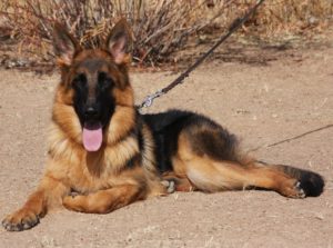 A german shepherd laying on the ground with its tongue hanging out.