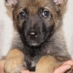 A close up of a puppy with its head held on someones hands