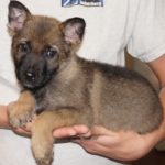 A person holding a puppy in their arms.