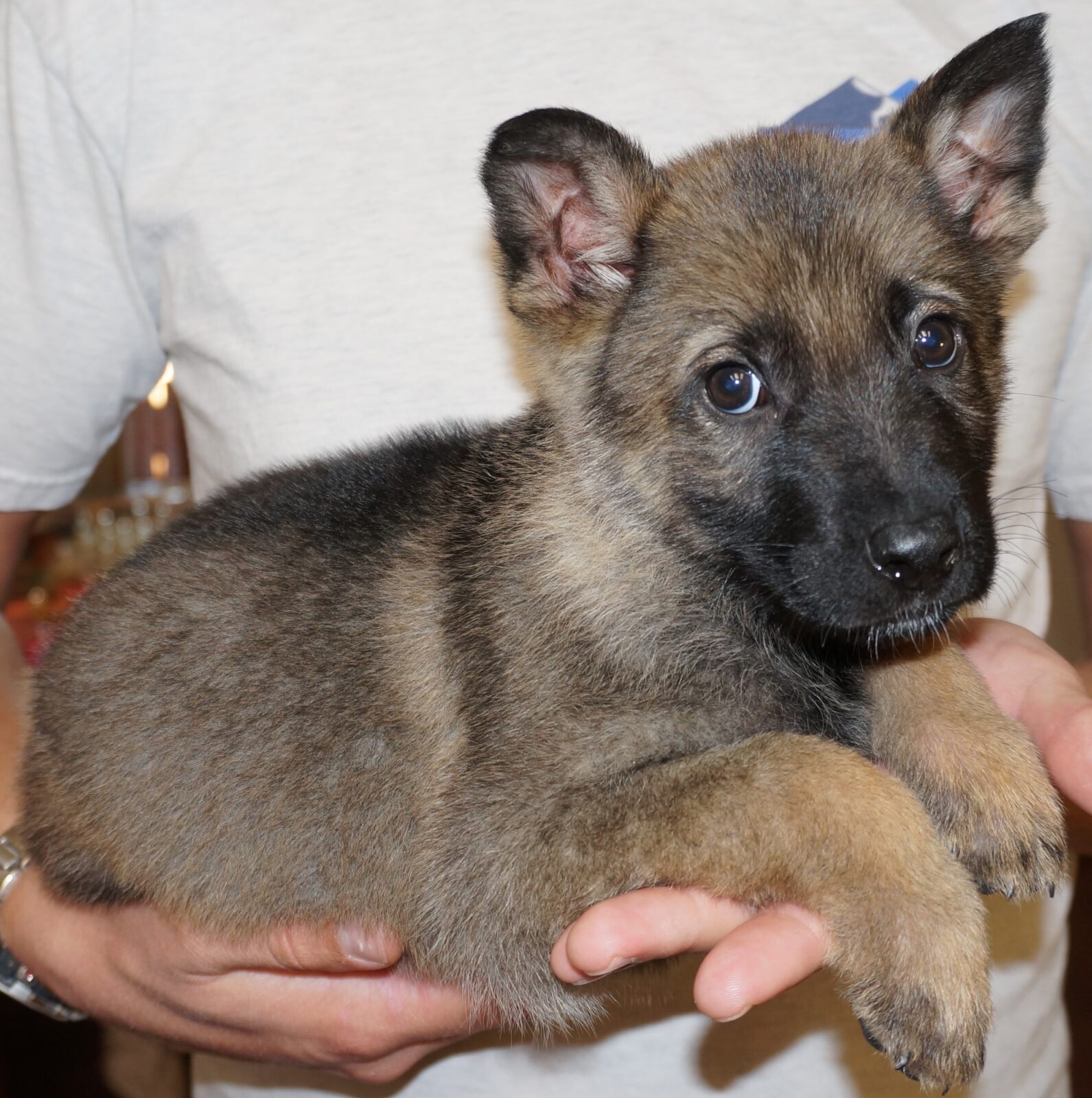 A person holding a puppy in their arms.