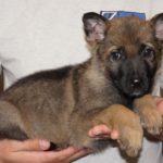 A person holding a puppy in their hands.