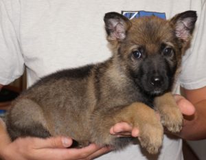 A person holding a puppy in their hands.