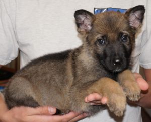 A person holding a puppy in their arms.