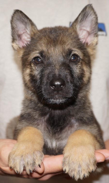 Tiger Sable German Shepherd puppy for sale - ZAUBERBERG!